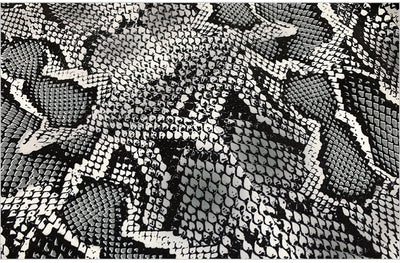 Ava's Snake-Print Suit